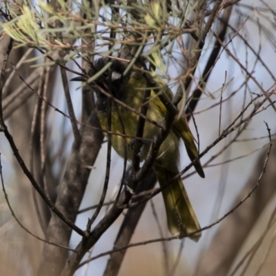 Nesoptilotis leucotis (White-eared Honeyeater) at Michelago, NSW - 9 Mar 2020 by Illilanga