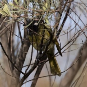 Nesoptilotis leucotis at Michelago, NSW - 9 Mar 2020