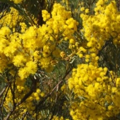 Acacia decora at Nangus, NSW - 26 Sep 2010