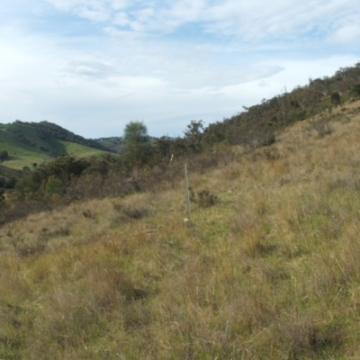 Acacia decora (Showy Wattle) at Nangus, NSW - 15 Oct 2012 by abread111