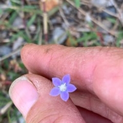 Wahlenbergia multicaulis (Tadgell's Bluebell) at Murrumbateman, NSW - 27 Dec 2020 by SimoneC