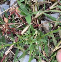 Wahlenbergia multicaulis at Murrumbateman, NSW - 27 Dec 2020 04:06 PM