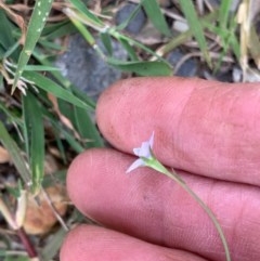 Wahlenbergia multicaulis at Murrumbateman, NSW - 27 Dec 2020 04:06 PM