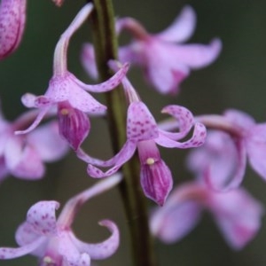 Dipodium roseum at Mongarlowe, NSW - 27 Dec 2020