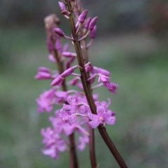 Dipodium roseum at Mongarlowe, NSW - 27 Dec 2020