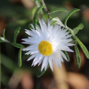 Helichrysum leucopsideum at Mongarlowe, NSW - 27 Dec 2020