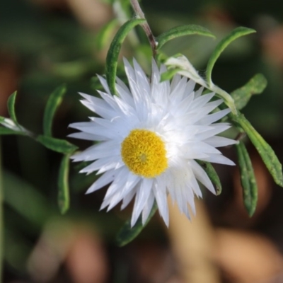 Helichrysum leucopsideum (Satin Everlasting) at Mongarlowe, NSW - 27 Dec 2020 by LisaH