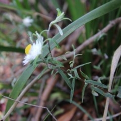 Helichrysum leucopsideum at Mongarlowe, NSW - suppressed