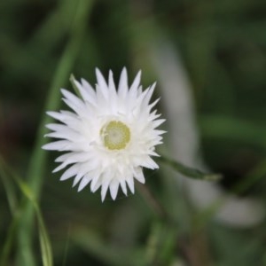 Helichrysum leucopsideum at Mongarlowe, NSW - 27 Dec 2020