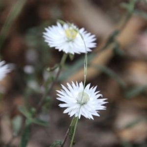 Helichrysum leucopsideum at Mongarlowe, NSW - suppressed