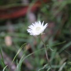 Helichrysum leucopsideum at Mongarlowe, NSW - 27 Dec 2020