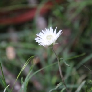 Helichrysum leucopsideum at Mongarlowe, NSW - suppressed