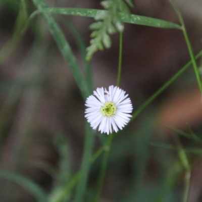 Lagenophora stipitata (Common Lagenophora) at Mongarlowe, NSW - 27 Dec 2020 by LisaH