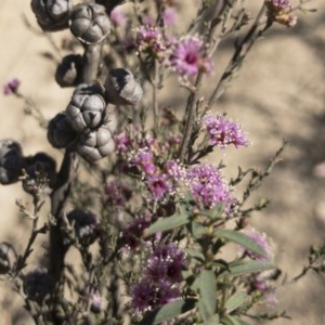 Kunzea parvifolia at Palerang, NSW - 3 Dec 2019