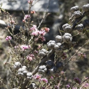 Kunzea parvifolia at Palerang, NSW - 3 Dec 2019