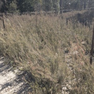 Kunzea parvifolia at Palerang, NSW - 3 Dec 2019