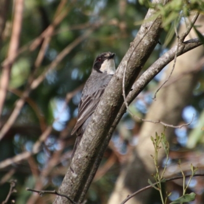 Pachycephala rufiventris (Rufous Whistler) at Mongarlowe River - 27 Dec 2020 by LisaH