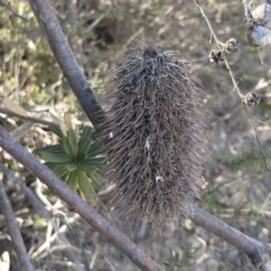 Banksia marginata at QPRC LGA - 3 Dec 2019 04:43 PM