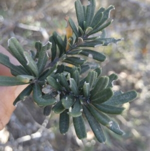 Banksia marginata at QPRC LGA - 3 Dec 2019