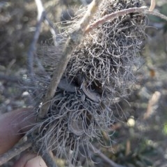 Banksia marginata at QPRC LGA - 3 Dec 2019 04:43 PM