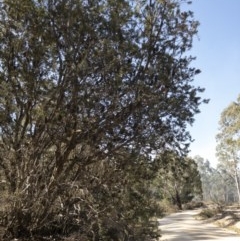 Banksia marginata at QPRC LGA - 3 Dec 2019 04:43 PM