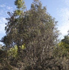 Banksia marginata at QPRC LGA - 3 Dec 2019 04:43 PM