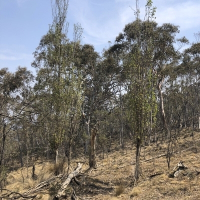 Populus nigra (Lombardy Poplar) at Bredbo, NSW - 12 Jan 2020 by Illilanga