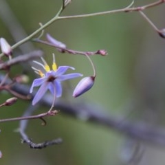 Dianella sp. (Flax Lily) at Mongarlowe River - 27 Dec 2020 by LisaH