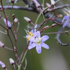 Dianella sp. at Mongarlowe, NSW - suppressed