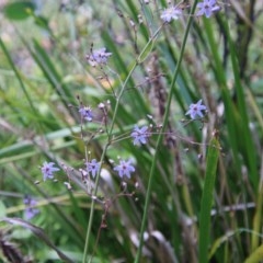 Dianella sp. at Mongarlowe, NSW - suppressed