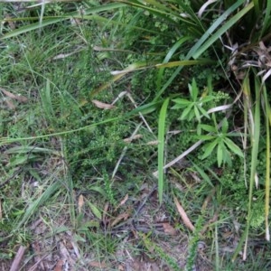 Dianella sp. at Mongarlowe, NSW - suppressed