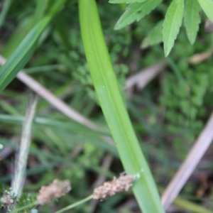 Dianella sp. at Mongarlowe, NSW - suppressed