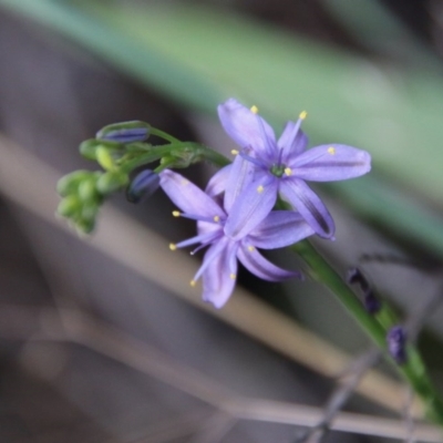 Caesia calliantha (Blue Grass-lily) at Mongarlowe River - 27 Dec 2020 by LisaH