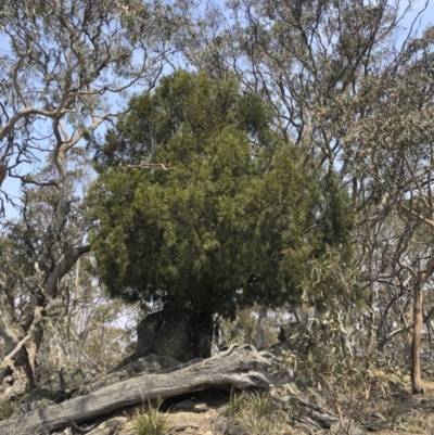 Exocarpos cupressiformis (Cherry Ballart) at Bredbo, NSW - 12 Jan 2020 by Illilanga