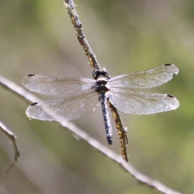 Anisoptera (suborder) (Unidentified dragonfly) at Mongarlowe, NSW - 27 Dec 2020 by LisaH