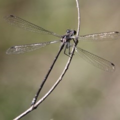 Austroargiolestes sp. (genus) (Flatwing) at Mongarlowe River - 27 Dec 2020 by LisaH