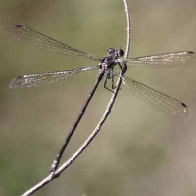 Austroargiolestes sp. (genus) (Flatwing) at Mongarlowe, NSW - 27 Dec 2020 by LisaH