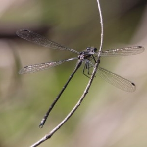 Austroargiolestes sp. (genus) at QPRC LGA - 27 Dec 2020