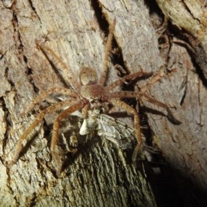 Isopeda canberrana at Lions Youth Haven - Westwood Farm A.C.T. - suppressed