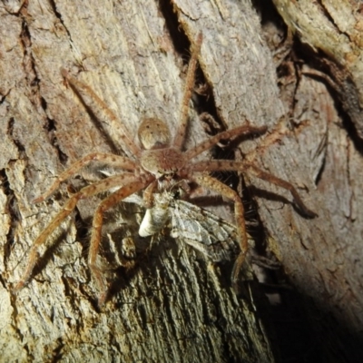 Isopeda canberrana (Canberra Huntsman Spider) at Kambah, ACT - 25 Dec 2020 by HelenCross