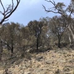 Allocasuarina verticillata (Drooping Sheoak) at Bredbo, NSW - 12 Jan 2020 by Illilanga