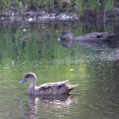 Anas gracilis (Grey Teal) at Mongarlowe, NSW - 27 Dec 2020 by LisaH