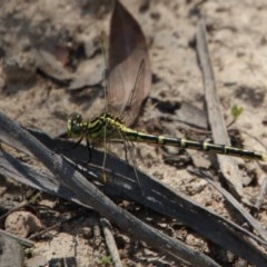 Austrogomphus guerini (Yellow-striped Hunter) at Mongarlowe, NSW - 27 Dec 2020 by LisaH