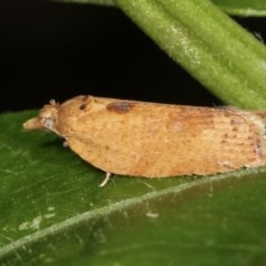 Epiphyas postvittana (Light Brown Apple Moth) at Melba, ACT - 12 Dec 2020 by kasiaaus