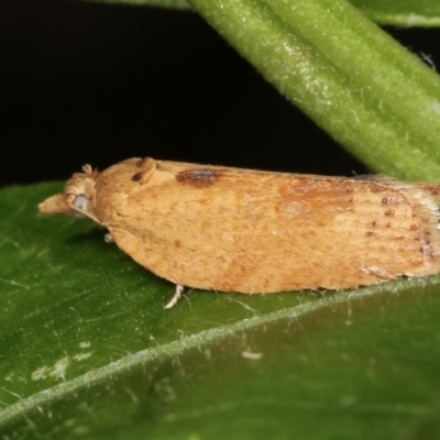 Epiphyas postvittana (Light Brown Apple Moth) at Melba, ACT - 12 Dec 2020 by kasiaaus