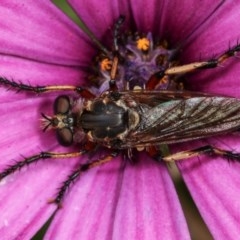 Thereutria amaraca at Melba, ACT - 12 Dec 2020 02:16 PM