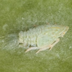 Siphanta sp. (genus) at Melba, ACT - 12 Dec 2020