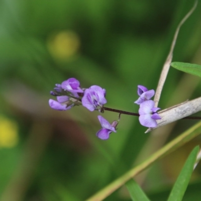 Glycine clandestina (Twining Glycine) at Mongarlowe, NSW - 14 Dec 2020 by LisaH