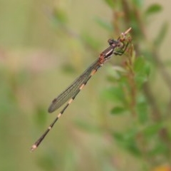 Austrolestes leda (Wandering Ringtail) at Mongarlowe, NSW - 14 Dec 2020 by LisaH