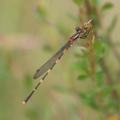 Austrolestes leda (Wandering Ringtail) at Mongarlowe River - 14 Dec 2020 by LisaH